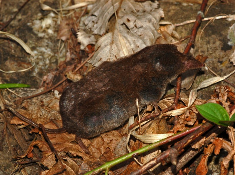 Un toporagno da identificare:  Sorex antinorii